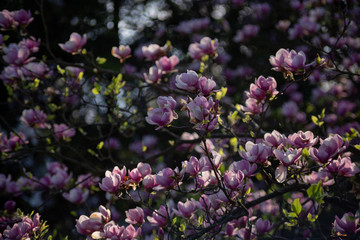 magnolia flower close up in sunny weather