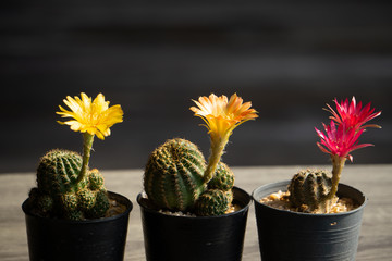Cactus flowers planted in black plastic pots