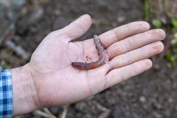 Earthworm on hand. Lumbricidae. The concept of organic farming, fertility and permaculture