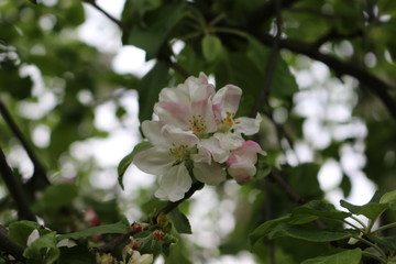 Delicate white flowers bloomed on an apple tree in spring. 