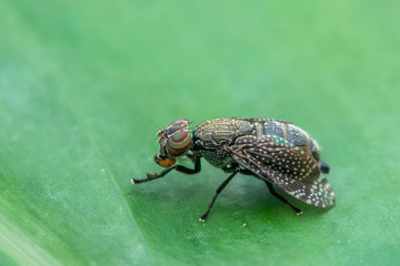 one lovely Horse Flies (Tabanidae) on green leaves
