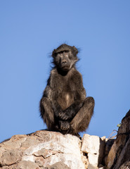 posing baboon