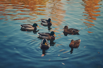 Ducks on lake