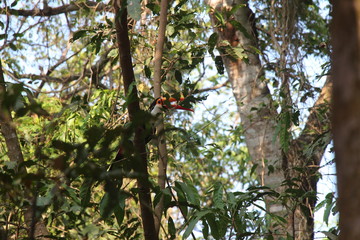 toucan tucano