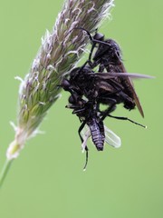 Raubfliegenpaarung mit Beute