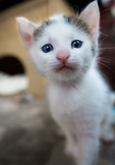 kleine Katzen mit großen Augen
