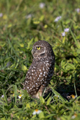 Burrowing owl swivels head over its back