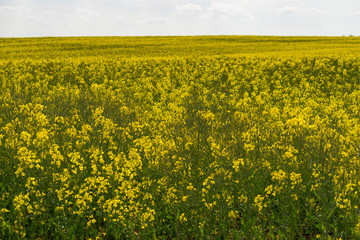 Das Rapsfeld mit seinen gelben Blüten reicht bis zum Horizont.
