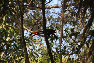 toucan tucano