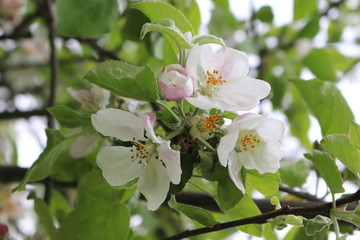 Fototapeta premium Delicate pink flowers bloomed on an apple tree in spring.