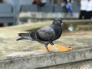 pigeon on the street,
#birdslove.