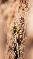 Female rock lizard (Agama astra) at Spitzkoppe, Namibia, South afria