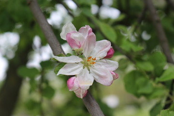 Delicate pink flowers bloomed on an apple tree in spring.