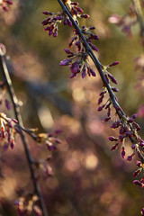 Beautiful pink spring flower bush detail 