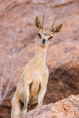 creepy Klipspringer