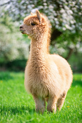 Alpaca on a sunny day, a South American mammal
