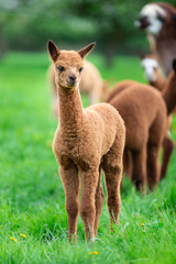 Young Alpaca in a herd, a South American mammal
