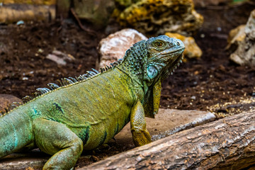 green american iguana in closeup, popular tropical lizard from America