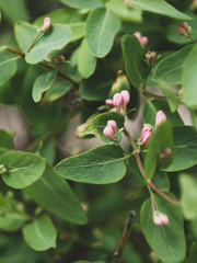 branch of a cherry tree