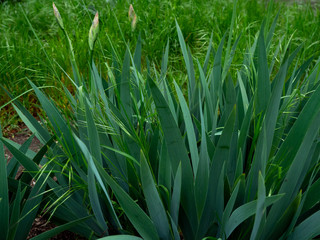 Obraz premium Spring weather leaves and flowers open. Green texture of natural flora