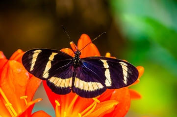 hewitson's longwing butterfly in macro closeup, tropical insect specie from Costa Rica, America