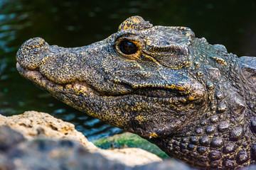 the face of a african dwarf crocodile in closeup, tropical and vulnerable reptile specie from Africa