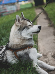 happy siberian husky on the grass in spring sunny day
