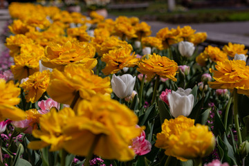 beautiful yellow white pink tulips on a flower bed flooded with the sun