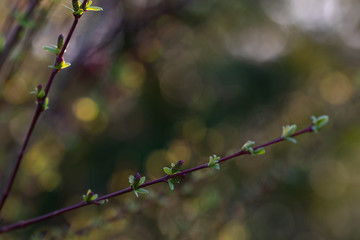 Spring flower bush detail 