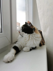 Tricolor cat lies and rests. Cat on the windowsill.