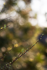 Spring flower bush detail 