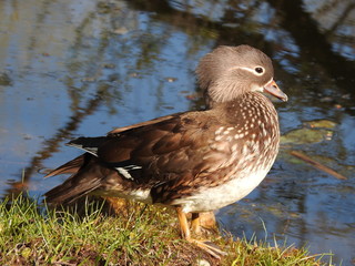 Mandarin duck (doe)