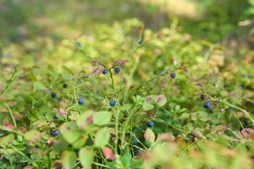 bilberry plant in the forest