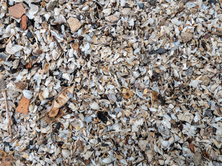 The texture of small shells on the river bank. 
Background of the shore near the river

