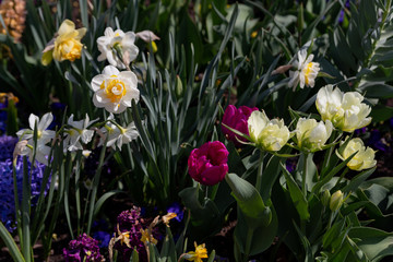 Fototapeta premium beautiful multicolored daffodils among other flowers on flower beds in the park