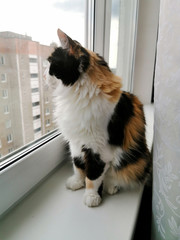Tricolor cat on a windowsill looks out the window.