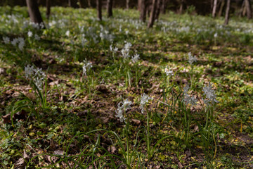 white spring flowers in the park