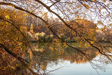 Obraz premium autumn trees in the park