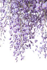 Naklejka premium rotang