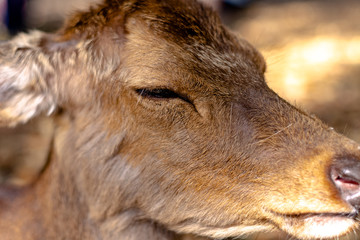 Deer in the wild in the public park of Nara