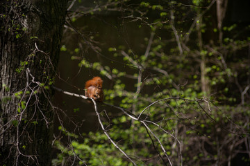 squirrel sitting on a branch in the park
