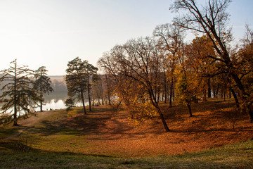Fototapeta premium autumn landscape with trees