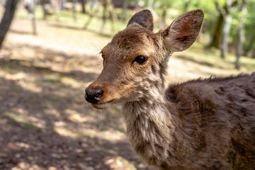 Deer in the wild in the public park of Nara