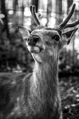 Deer in the wild in the public park of Nara