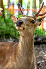 Deer in the wild in the public park of Nara