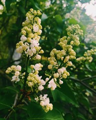 blossoming apple tree