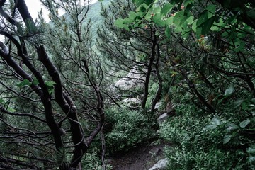 Obraz premium forest in the morning