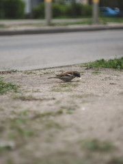 sparrow eat a small piece of bread