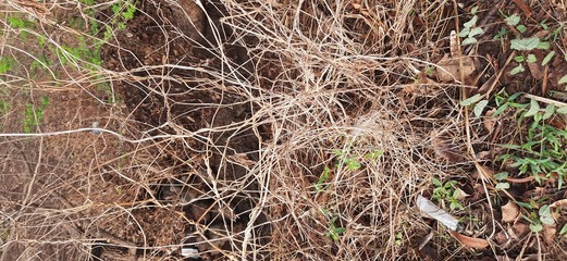 ants on the grass
