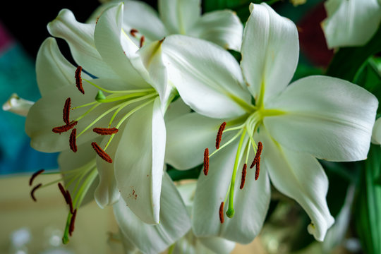 horizontal picture of a bunch of madonna lilies formed in a bouquet against background of wooden table at kitchen